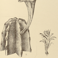 41. CEREUS I. Hildmannianus, II. flagelliformis.