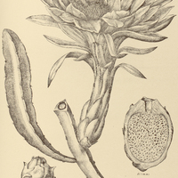 42. CEREUS triangularis.