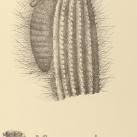 43. CEPHALOCEREUS melocactus.