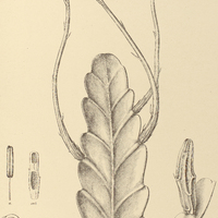 44. EPIPHYLLUM phyllanthus.