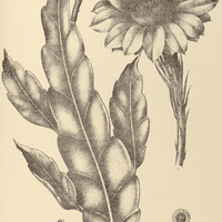 45. EPIPHYLLUM acuminatum.
