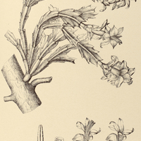 46. ZYGOCACTUS truncatus.