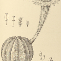 47. ECHINOPSIS Eyriesii.