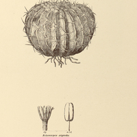 49. MALACOCARPUS Selloi