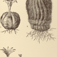 50. ECHINOCACTUS I. denudatus, II. muricatus.