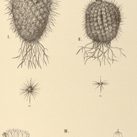 51. ECHINOCACTUS I. exsculptus, II. hypocrateriformis, III. Ottonis.