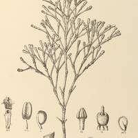 52. HARIOTA salicornioides.