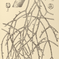 53. RHIPSALIS Lindbergiana.