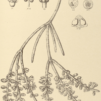 54. RHIPSALIS grandiflora.