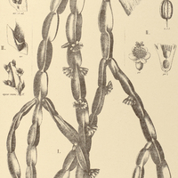 55. RHIPSALIS I. paradoxa, II. macropogon.