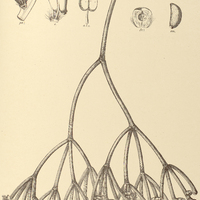 56. RHIPSALIS Neves-Armondii.