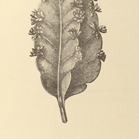 57. RHIPSALIS pachyptera.