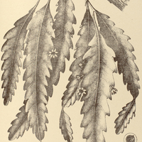 58. RHIPSALIS Regnellii.