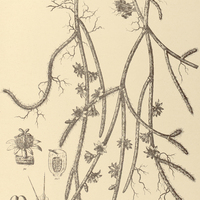 59. RHIPSALIS sarmentacea.