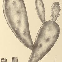 60. NOPALEA coccinellifera.