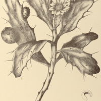 61. OPUNTIA Brasiliensis.