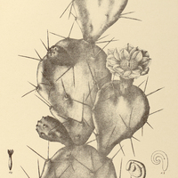 62. OPUNTIA monacantha.