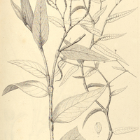 1. POLYGONUM I diospyrifolium, II Meisnerianum.