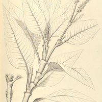 2. POLYGONUM hispidum.