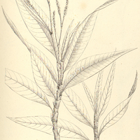 3. POLYGONUM spectabile.