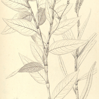4. POLYGONUM acuminatum I var. Humboldtii, II. var. microstemon.