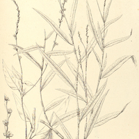 5. POLYGONUM acre.
