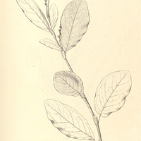 6. CAMPDERIA gracilis.
