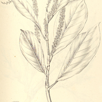 7. COCCOLOBA densifrons.
