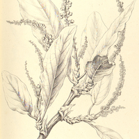 8. COCCOLOBA crescentiaefolia.