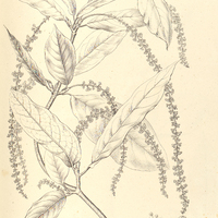 9. COCCOLOBA longependula.