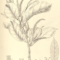 10. COCCOLOBA guianensis.