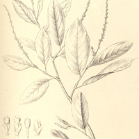 11. COCCOLOBA ovata.
