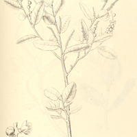 12. COCCOLOBA pipericarpa.