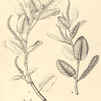 13. I. COCCOLOBA brasiliensis. II. COCCOLOBA acrostichoides.