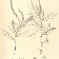 14. I. COCCOLOBA Goudotiana. II. COCCOLOBA rosea.