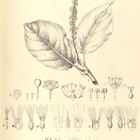 15. COCCOLOBA Gardneri. TRIPLARIS II. brasiliana, III Purdiei, IV. TR. tomentosa, V. Pachau, VI…