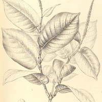 16. COCCOLOBA Martii.