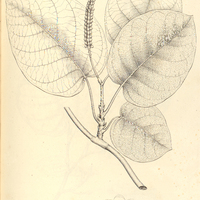 17. COCCOLOBA peltigera.