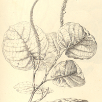 18. COCCOLOBA populifolia.