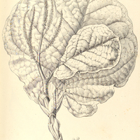 19. COCCOLOBA latifolia.