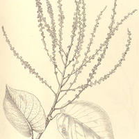 20. COCCOLOBA paniculata.