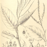 21. COCCOLOBA I polystachya. II paniculata.