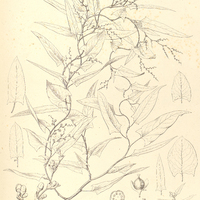 22. MÜHLENBECKIA sagittifolia.