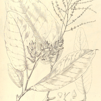 23. SYMMERIA paniculata.