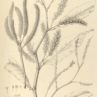 24. TRIPLARIS surinamensis mas.