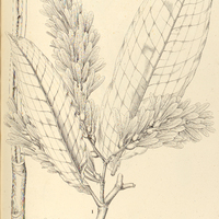 25. TRIPLARIS surinamensis. II. TR. Martiana. (fem.)