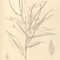 26. I. RUPRECHTIA laurifolia. II. TRIPLARIS surinamcusis.