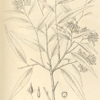27. RUPRECTIA salicifolia fem.