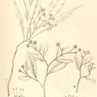 28. I. SCHOENOBIBLUS daphnoides mas. II. DAPHNOPSIS Martii mas. III. D. brasiliensis mas et fem.