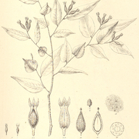 29. LASIADENIA rupestris.